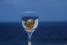 Sea Shell Inside Of Glass Of Wine Royalty Free Stock Images Sea Shell Inside Of Glass Of Wine Royalty Free Stock Images