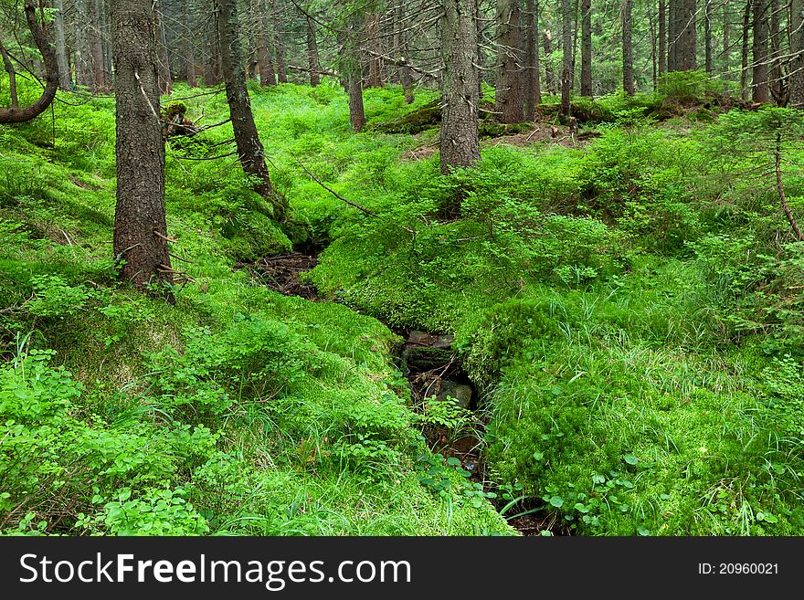Picture of the forest in the Carpathian mountains. Picture of the forest in the Carpathian mountains