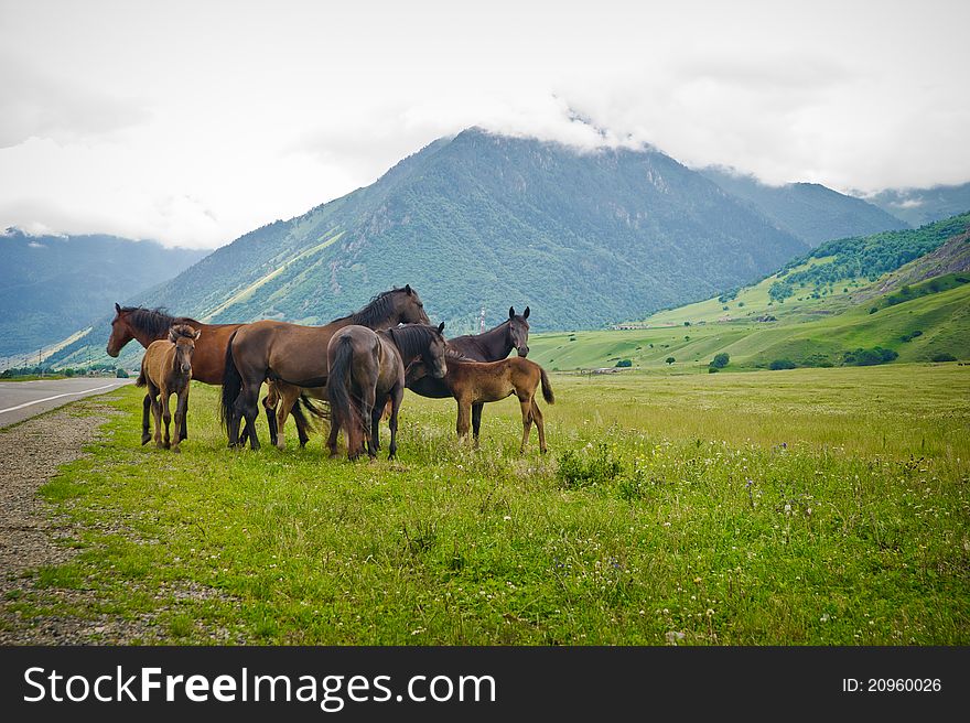 Group Horses on meadows between mountains
