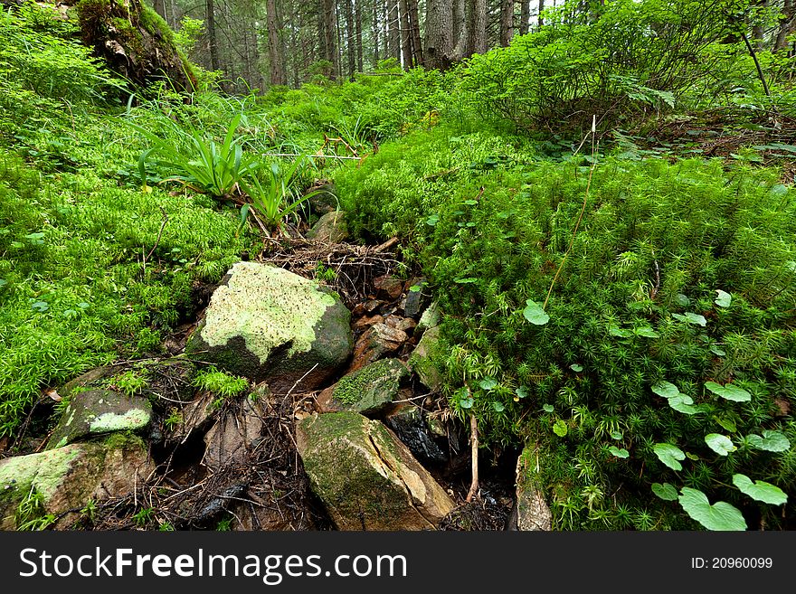 Picture of the forest in the Carpathian mountains. Picture of the forest in the Carpathian mountains