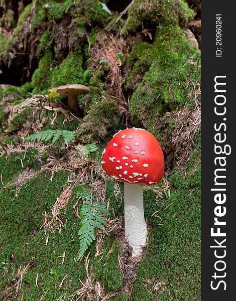 Image of mushroom, that grows in the carpathian forest. Image of mushroom, that grows in the carpathian forest