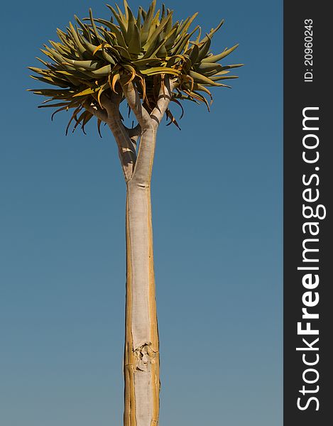 Vertical view of kocherbaum,or quiver tree, photographed in Namibia