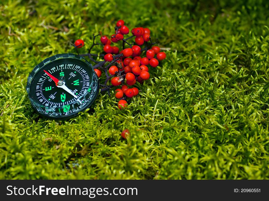 Compass with black dial on the green moss with red berries. Compass with black dial on the green moss with red berries