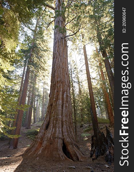 Sequoia trees at Sequoia National Park, California.