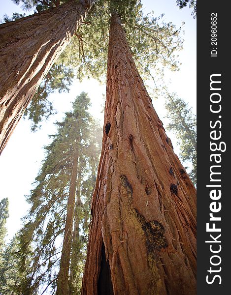 Sequoia trees at Sequoia National Park, California.