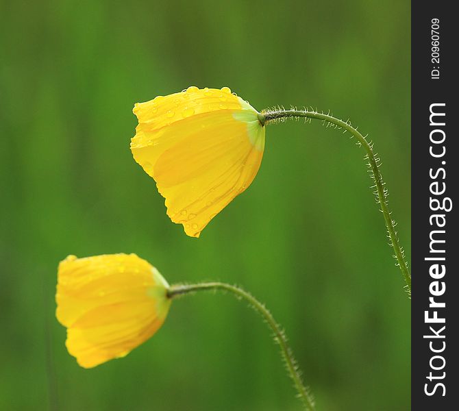 Two isolated yellow flowers with green backgound