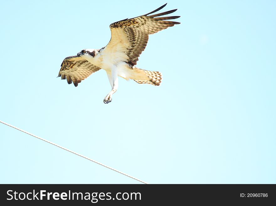 An osprey prepares to land on it's nest on top of a utility pole. An osprey prepares to land on it's nest on top of a utility pole