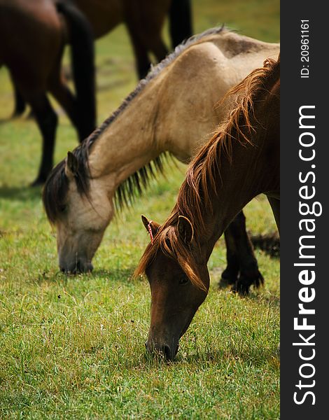 Tianshan ranch life of horses. Tianshan ranch life of horses