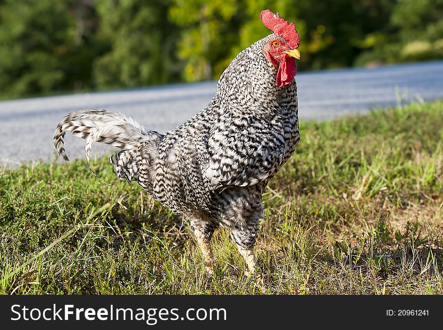 A black and white rooster in the grass