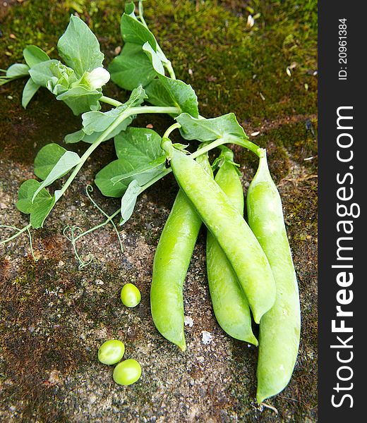 Green peas vegetable with seed closeup view