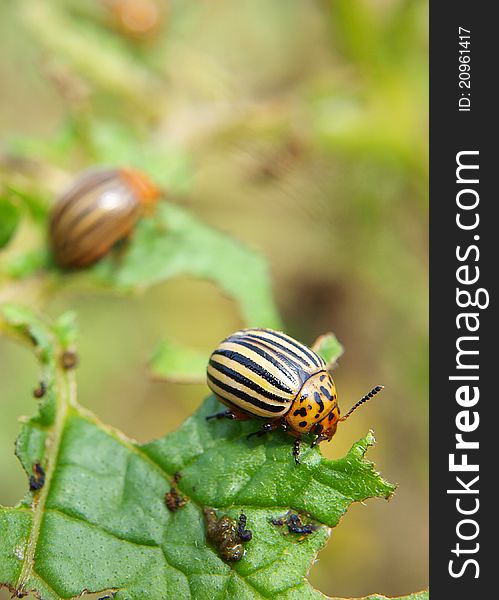 Colorado bugs on the potato leafs. Colorado bugs on the potato leafs