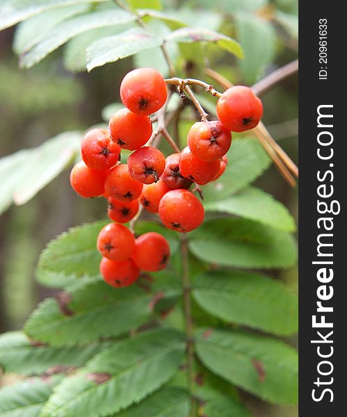 Rowan berries hanging on a branch