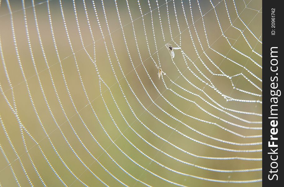 Closeup of spider web with dew drops