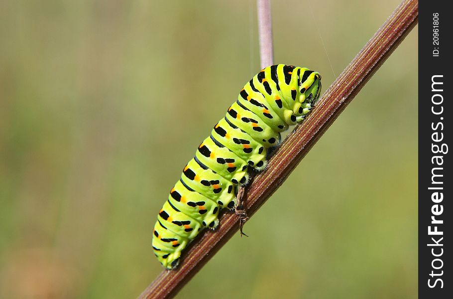 Green, yellow and black swallowtail caterpillar on a stalk
