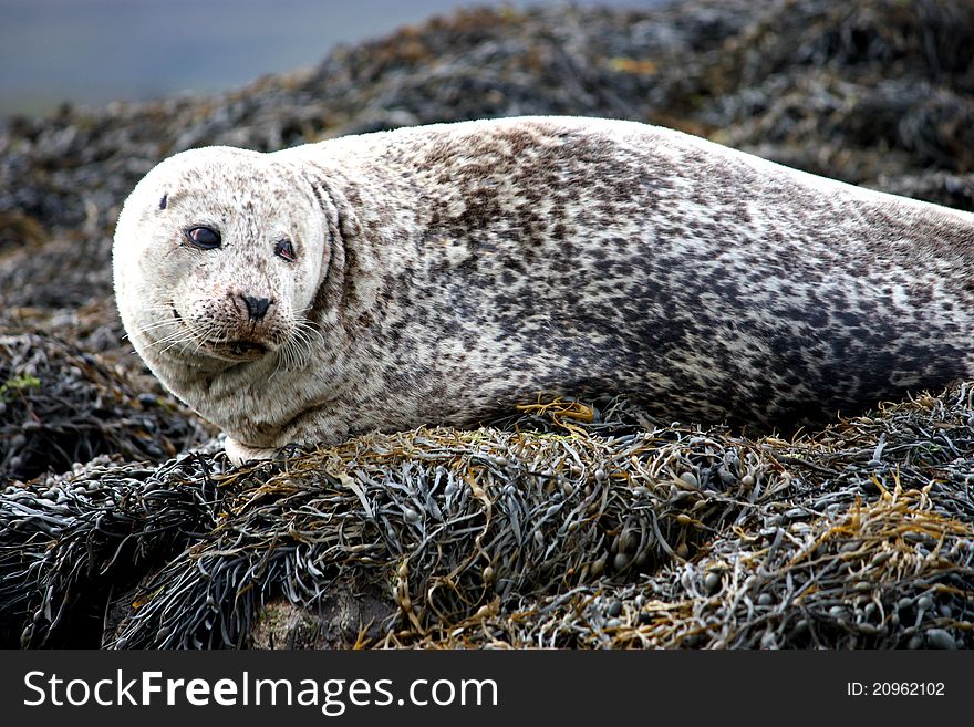 A Cute Grey Seal Laying on a Bed of Seaweed. A Cute Grey Seal Laying on a Bed of Seaweed.
