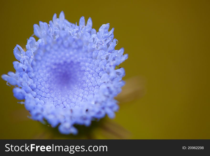 Blue flower in yellow background