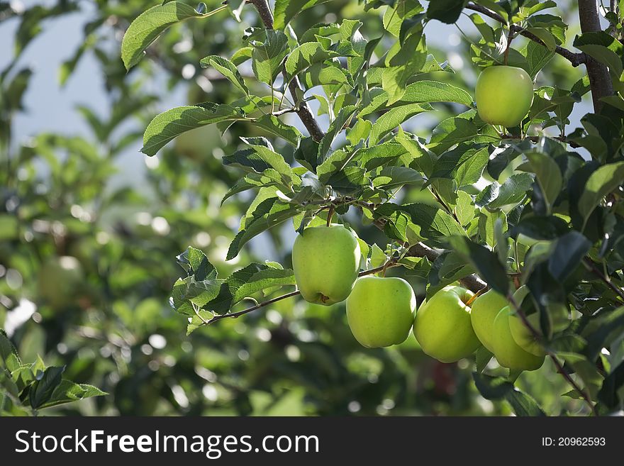 Apple trees some days before picking