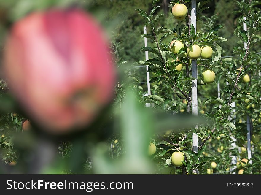 Apple trees some days before picking