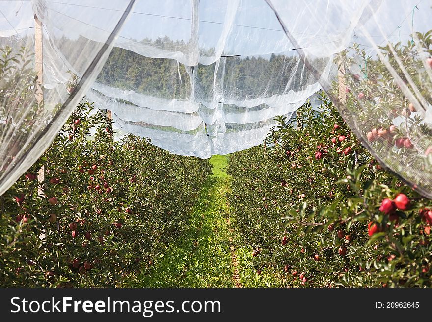 Apple trees some days before picking. The net is for preservation from hail