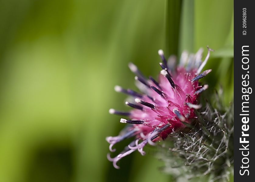 Burdock flower closeup on the green grass background