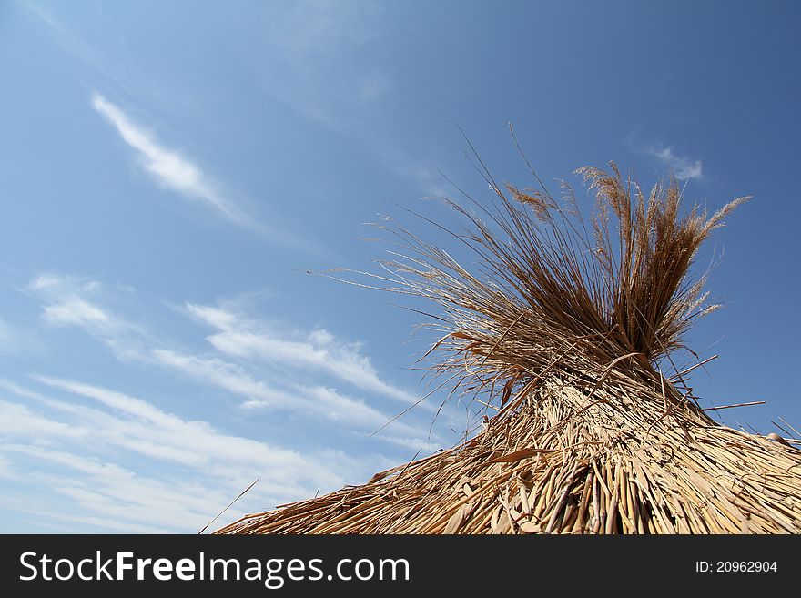 Bunch of dry corn under blue sky with clouds. Bunch of dry corn under blue sky with clouds