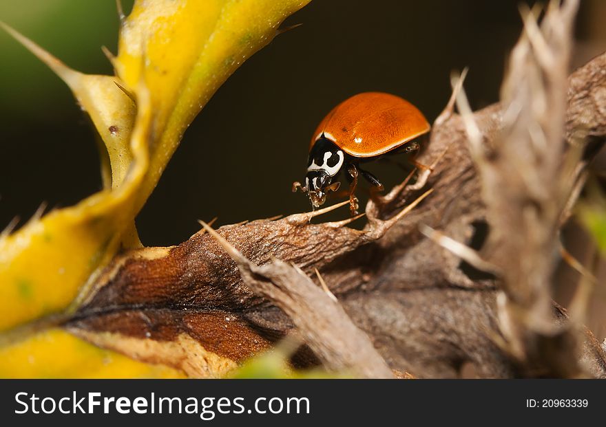 Asian Ladybug Beetle, (Harmonia axyridis) on a plant stem. Asian Ladybug Beetle, (Harmonia axyridis) on a plant stem.