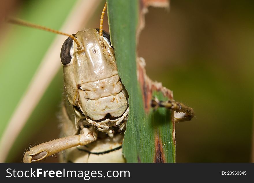 Close-up of a Grasshopper