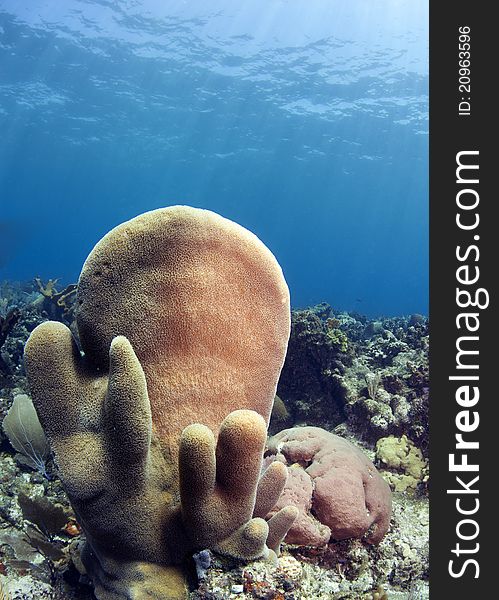 Pillar corals (Dendrogyra cylindricus) off the coast of Roatan Honduras