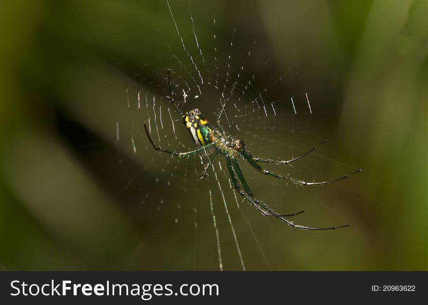 Venusta Orchard spider in web in Central Park , New York City in August