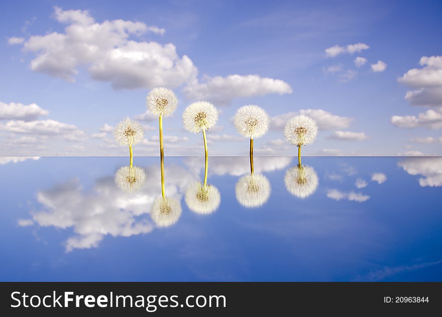 Five  Dandelion Clocks On Mirror And Sky