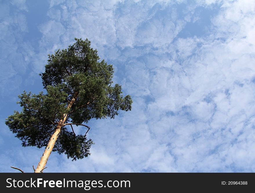 A tall tree that grows up to the clouds. A tall tree that grows up to the clouds