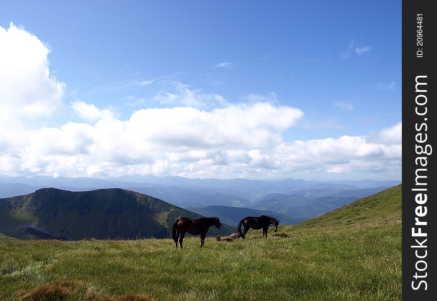 Horses in the Carpathian Mountains. Horses in the Carpathian Mountains