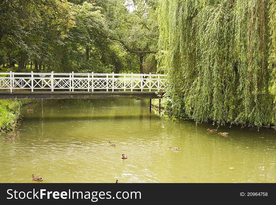 Municipal, park scene with pond, bridge, ducks. Municipal, park scene with pond, bridge, ducks