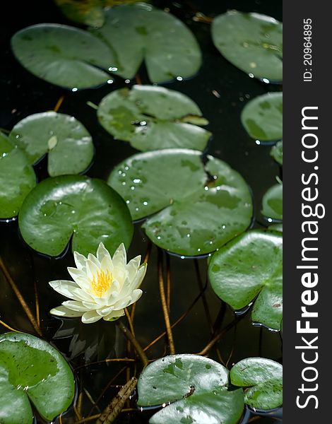 Image of white water lily with green leaves and reflection