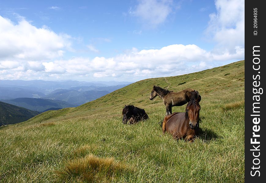 Three horses are on the mountain pasture. Three horses are on the mountain pasture