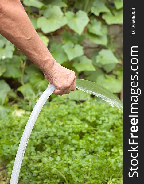 Woman hand with pipe watering garden