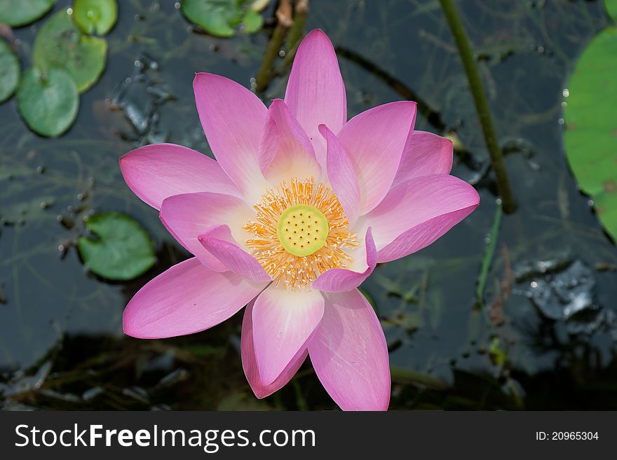 Beautiful lotus in pong, Bejing, China