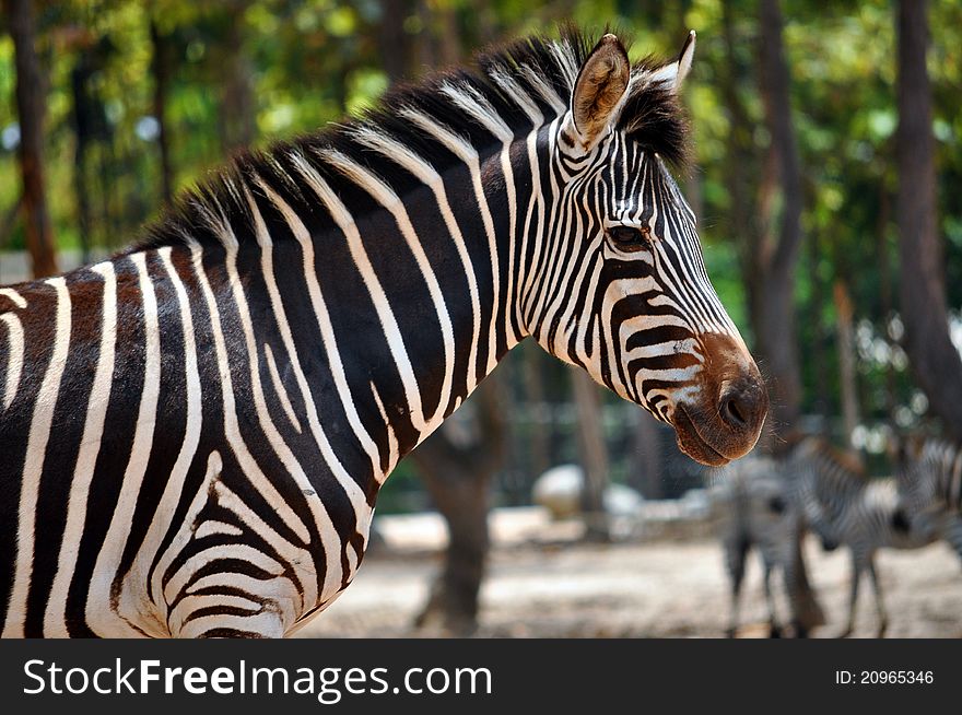 Zebras are African equids (horse family) best known for their distinctive black and white stripes.