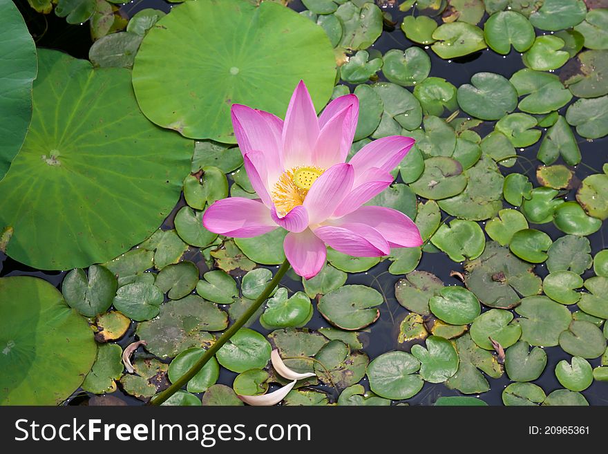 Beautiful lotus in pong