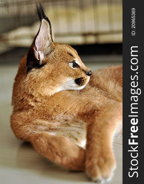 The caracal is a fiercely territorial medium-sized cat ranging over Western Asia, South Asia and Africa.