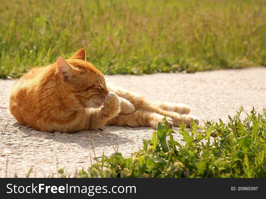 Yellow cat licks paw on the road