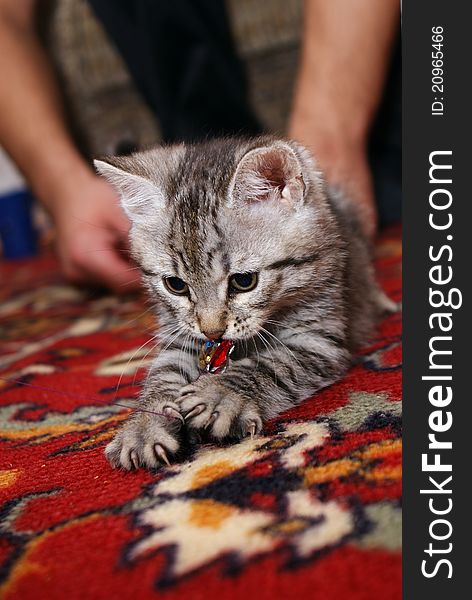 Grey kitten on the carpet playing