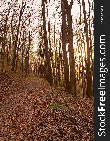 Beech forest in the spring sunset