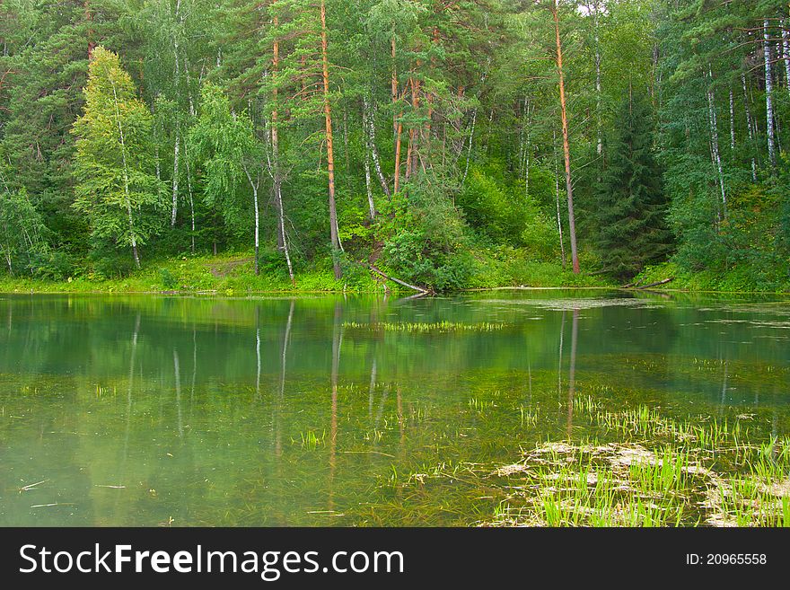 Green forest and lake near forest. Green forest and lake near forest