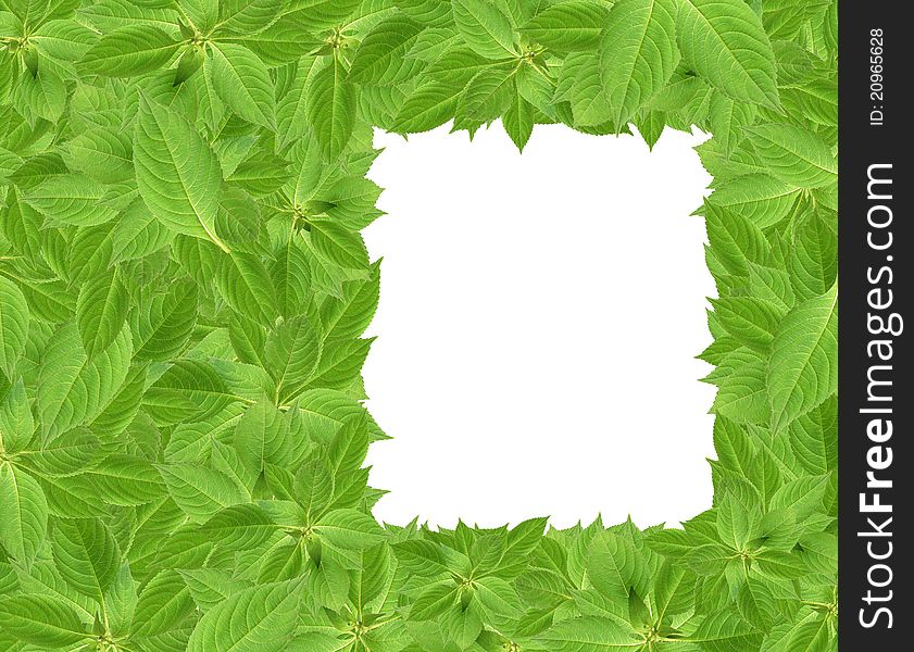 Nature concept. Green leaves background with hole for your images or text.Clipping path is included