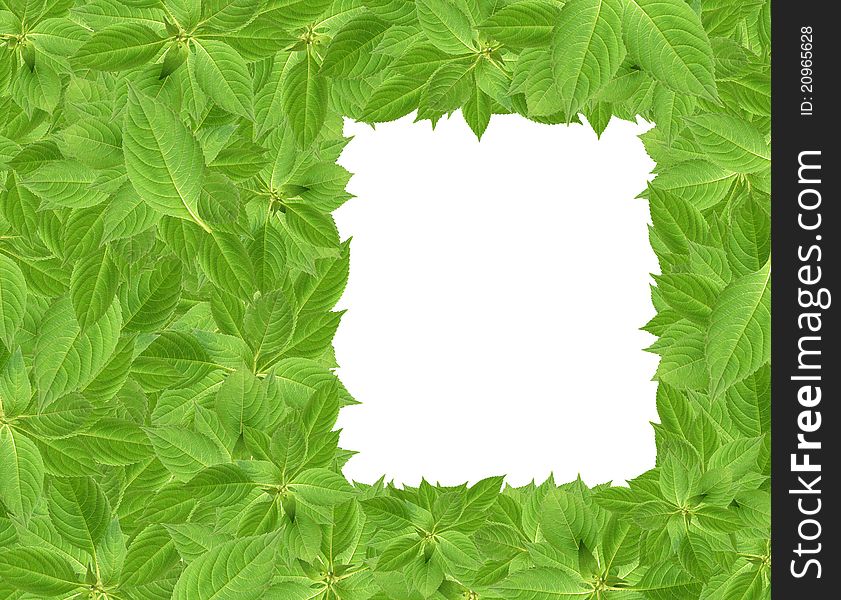 Green Leaves Background