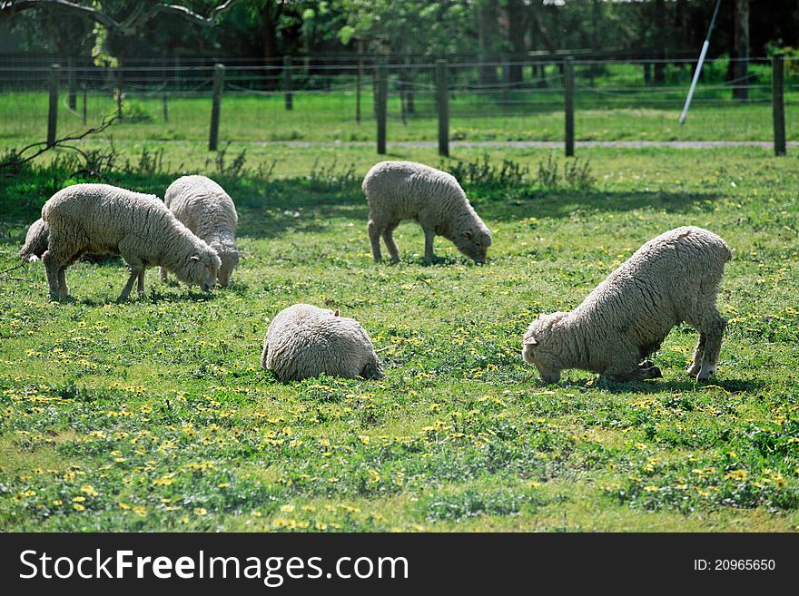 Sheeps at a local farm, Australia