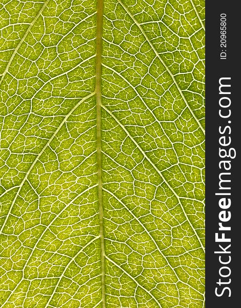 Leaf Texture And Background