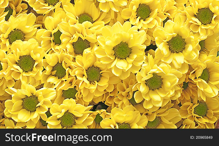 Many yellow chrysanthemum as a background or texture