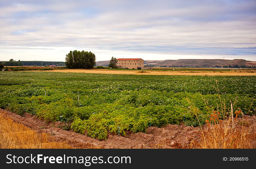 Cultivation in a spanish farm